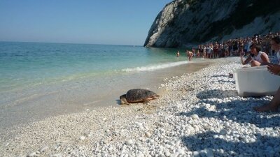 The release event of one of the many Sea Turtles recovered by the Cetacea Foundation