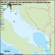 Sea Turtle Satellite Tracking has started!