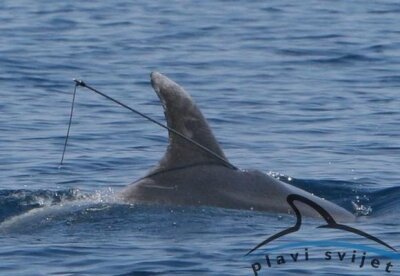 Harpooned dolphin Bojan - northern Dalmatia and Koronati archipelago