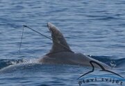 Harpooned dolphin Bojan - northern Dalmatia and Koronati archipelago