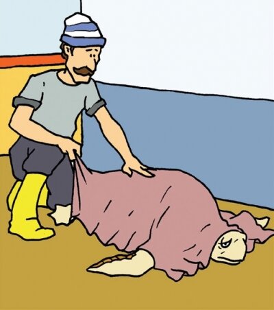 The NETCET courses on handling and releasing sea turtles and cetaceans