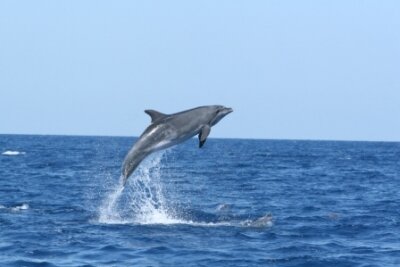 Cetacean survey in Montenegro - video