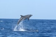 Cetacean survey in Montenegro - video