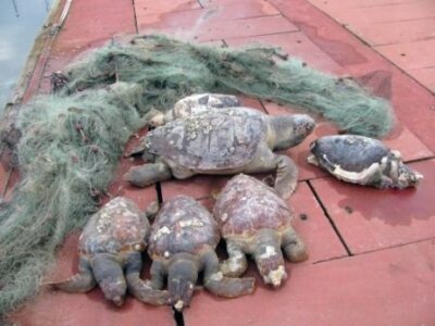 The role of gillnets in the December 2014 Sea Turtles deaths - the Cetacea Foundation point of view