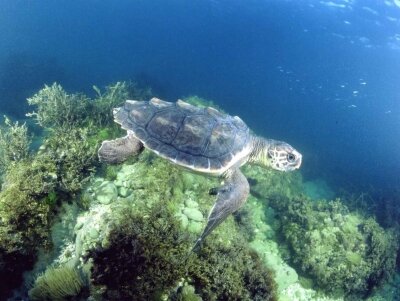 Corso di formazione nidificazione Caretta Caretta